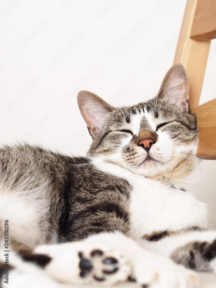Fototapeta premium 椅子の背に持たれて眠る猫