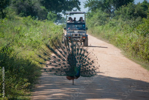 Photography Peacock with an open tail stopped on the road in front of a jeep on a safari in