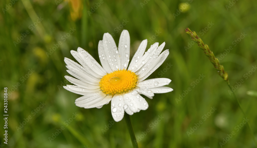 Margeritenblume mit Wassertropfen Margeritenblume mit Wassertropfen