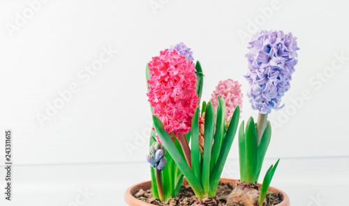 hyacinths  mother s day  valentine s day