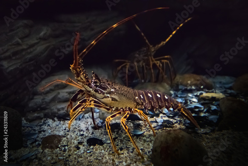 Underwater shot of live crawling spiny lobster