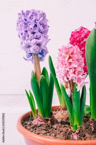 hyacinths  mother s day  valentine s day