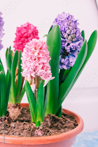 hyacinths  mother s day  valentine s day