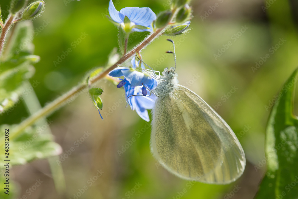 Naklejka premium Piękny motyl zbiera nektar z niebieskiego kwiatu