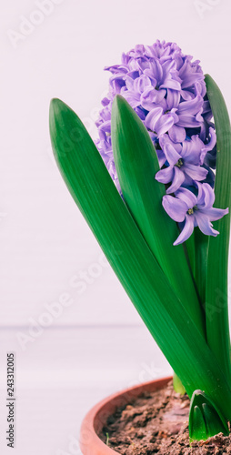 hyacinths  mother's day, valentine's day