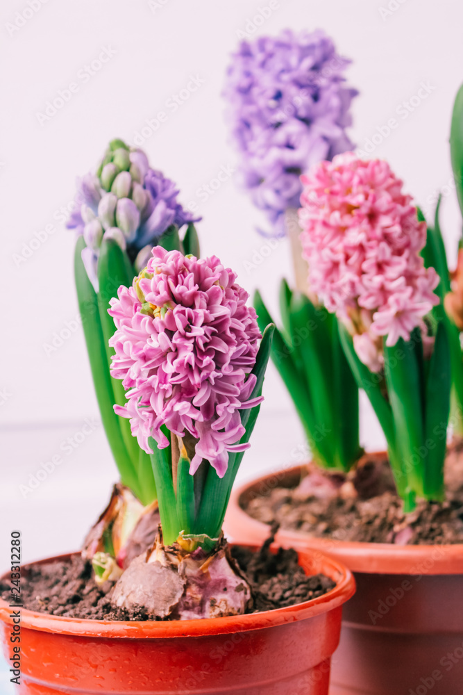hyacinths  mother's day, valentine's day