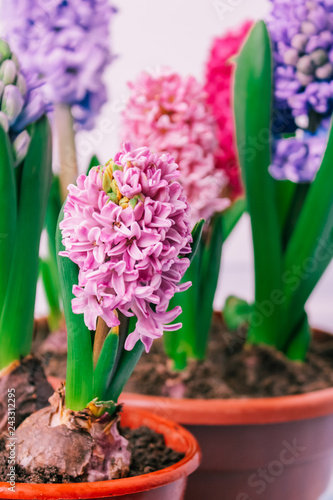 hyacinths  mother s day  valentine s day