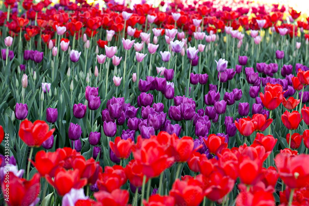 Field, flower bed with pink tulips Field, flower bed with pink tulips