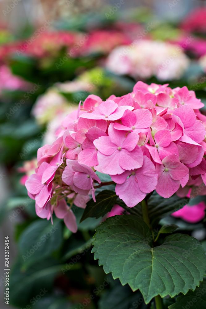 Purple Hydrangea flower (Hydrangea macrophylla) in a garden Purple Hydrangea flower (Hydrangea macrophylla) in a garden