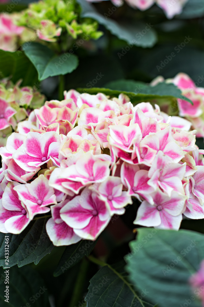 Purple Hydrangea flower (Hydrangea macrophylla) in a garden Purple Hydrangea flower (Hydrangea macrophylla) in a garden