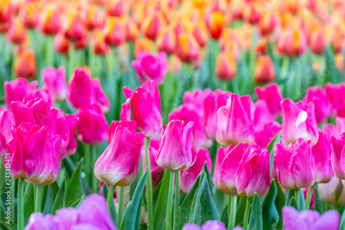 Colorful tulips flowers blooming in a garden.