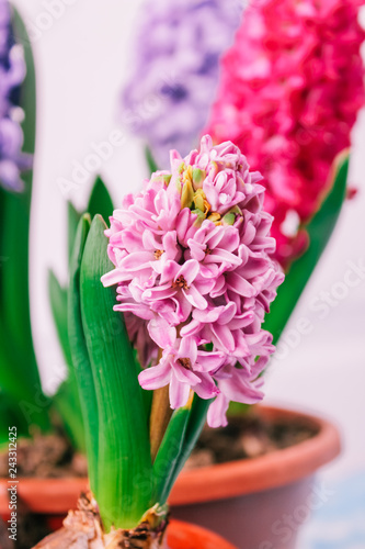 hyacinths mother's day, valentine's day