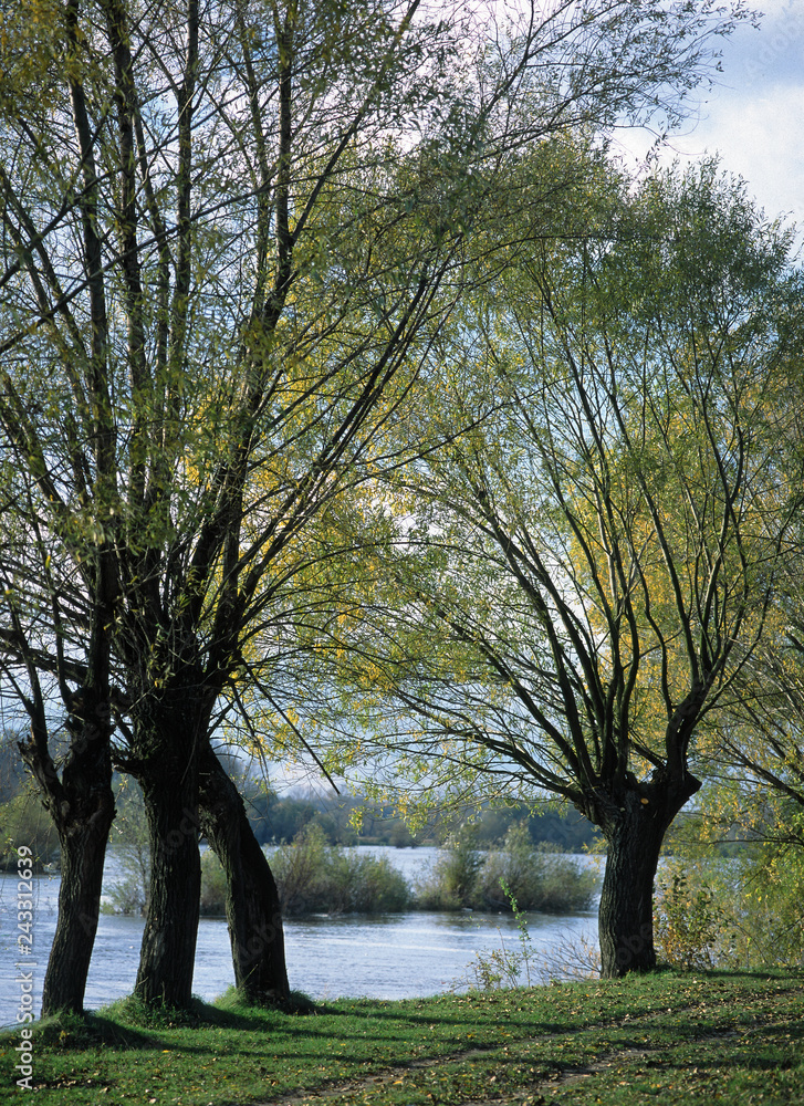 Obraz premium Wisla river near Annopol, Jozefow and Basonia, lubelskie region, Poland