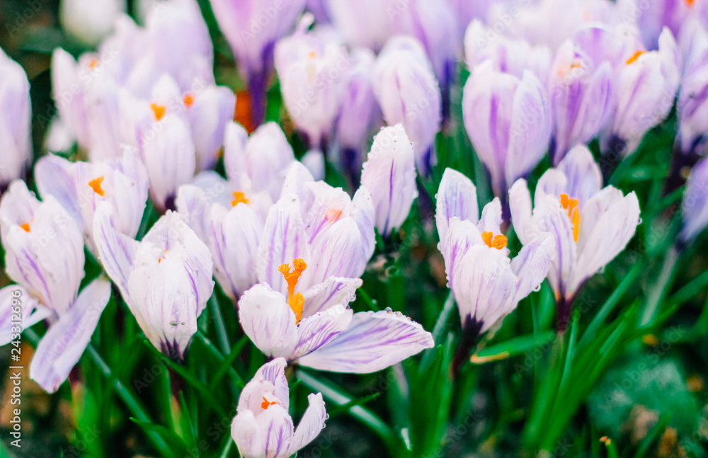 spring crocuses, mother's day, valentine's day spring crocuses, mother's day, valentine's day