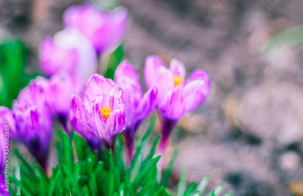 spring crocuses, mother's day, valentine's day spring crocuses, mother's day, valentine's day