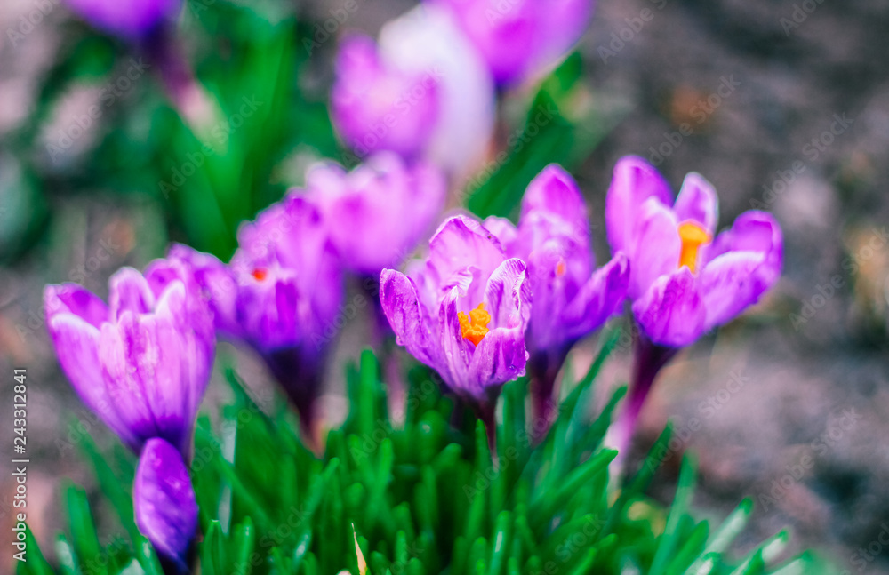 spring crocuses, mother's day, valentine's day spring crocuses, mother's day, valentine's day