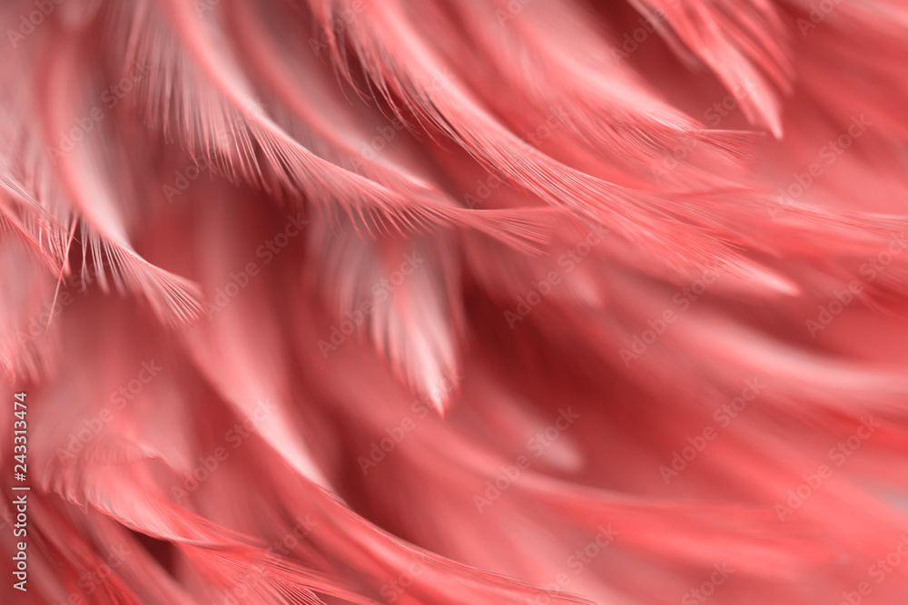 Fototapeta Blur Bird chickens feather texture for background, Fantasy, Abstract, soft color of art design.