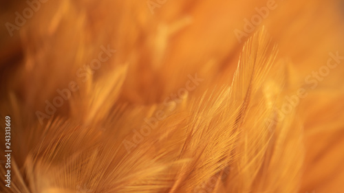 Blur Bird chickens feather texture for background, Fantasy, Abstract, soft color of art design.