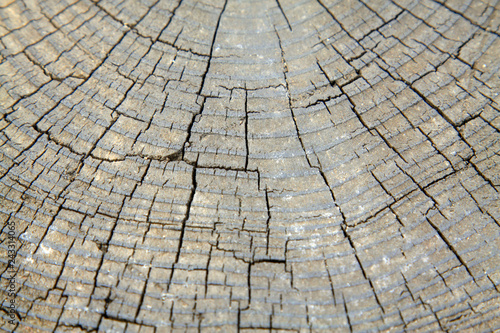 Wooden cross section