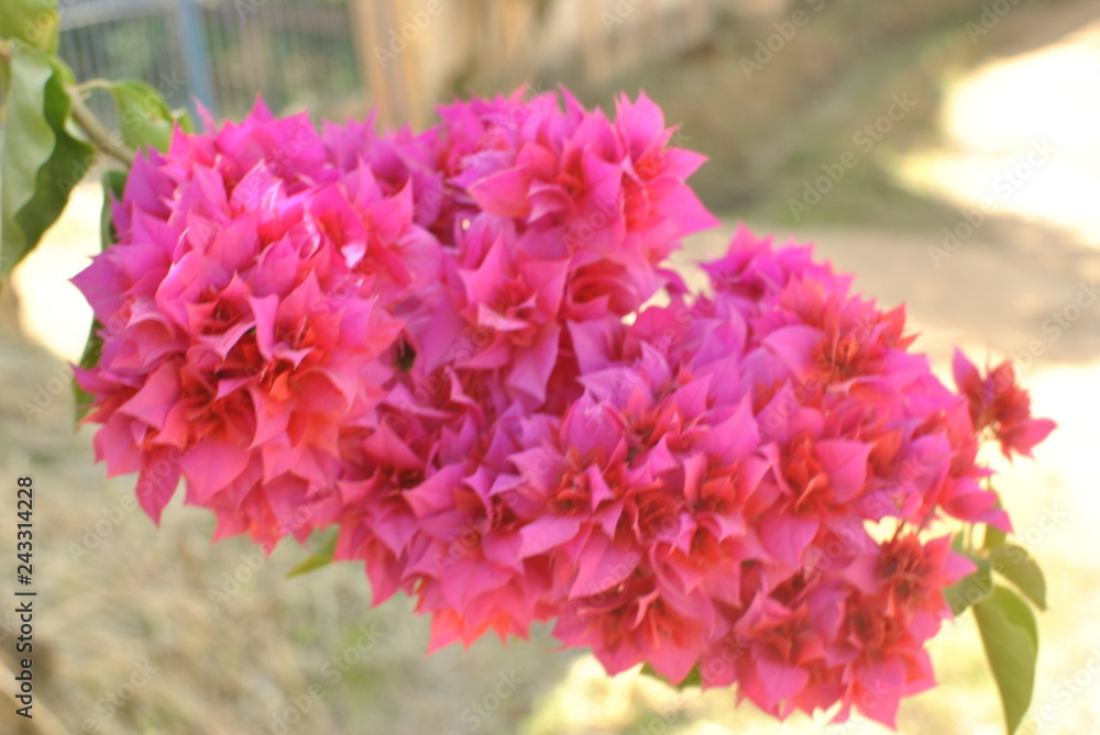 Obraz premium pink flowers in the garden