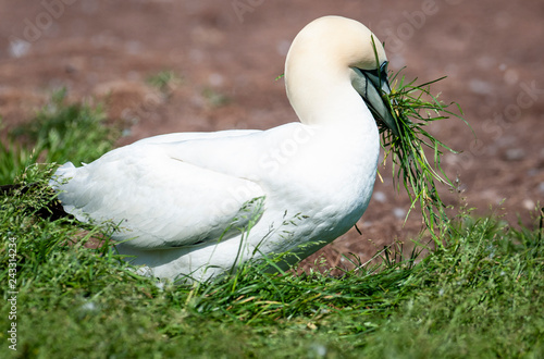 northern gannet gathering nest material during nesting season.