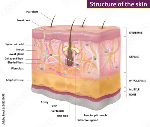 Skin structure, medicine, full description, vector illustration photo