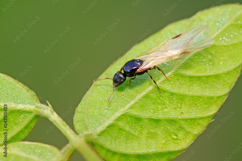 Naklejka premium ants with wings on the leaf