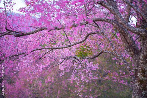 Cherry blossom blooming