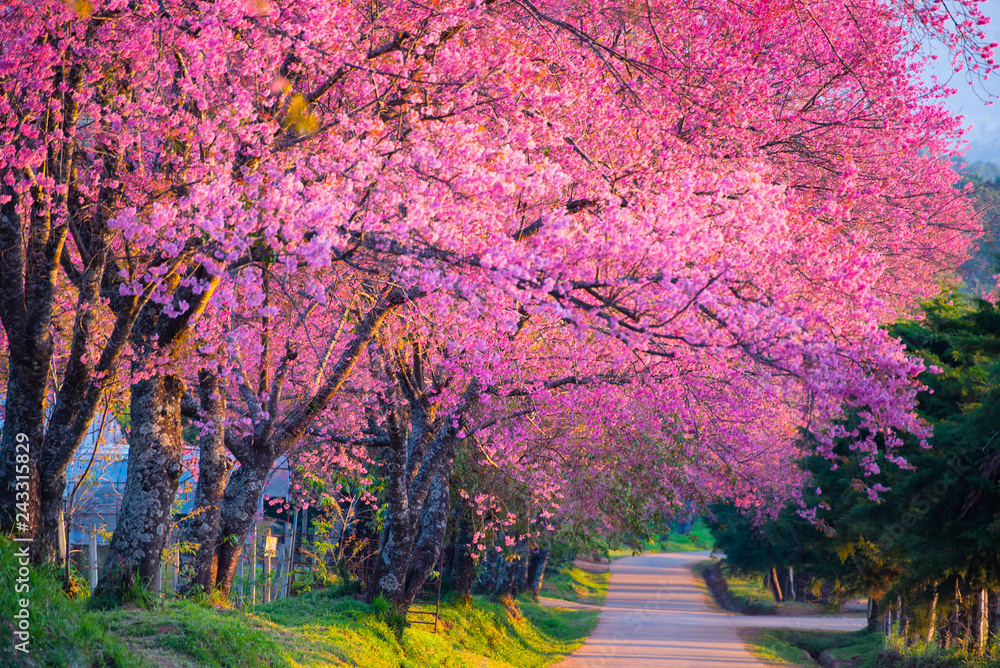 Cherry blossom blooming Cherry blossom blooming