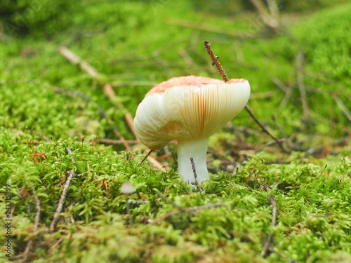 Russula mushroom in forest