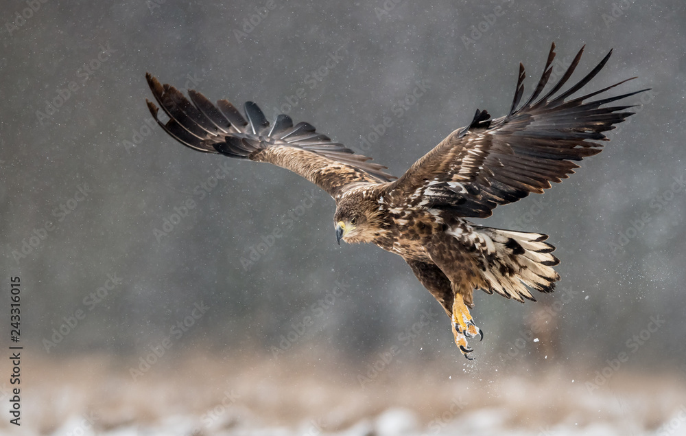 Fototapeta premium White tailed eagle (Haliaeetus albicilla)