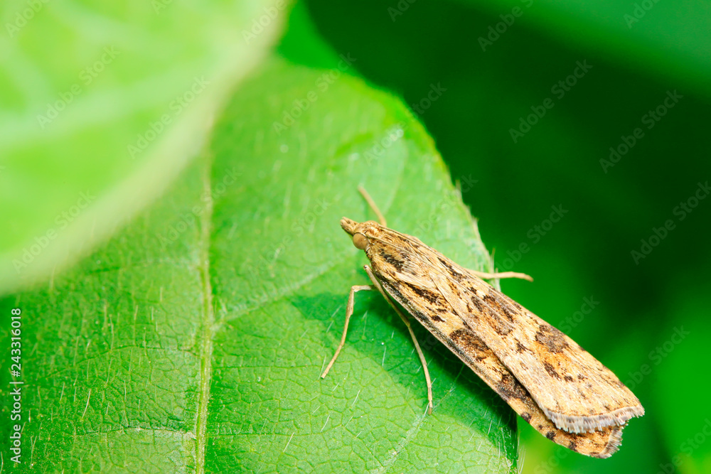 Obraz premium Moth insects on plant