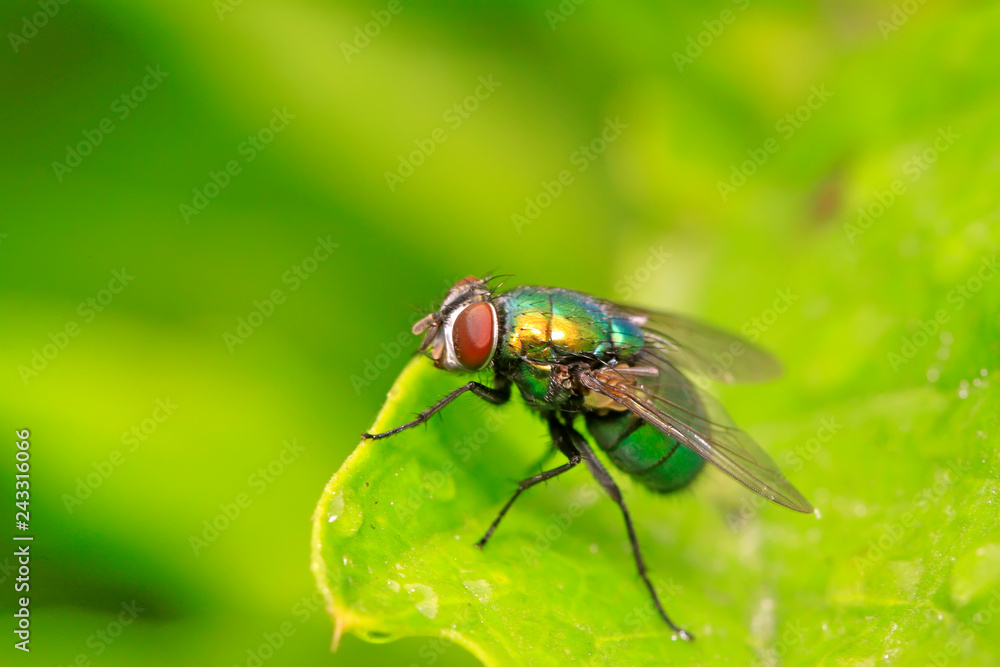 Calliphora erythrocephala on plant Calliphora erythrocephala on plant