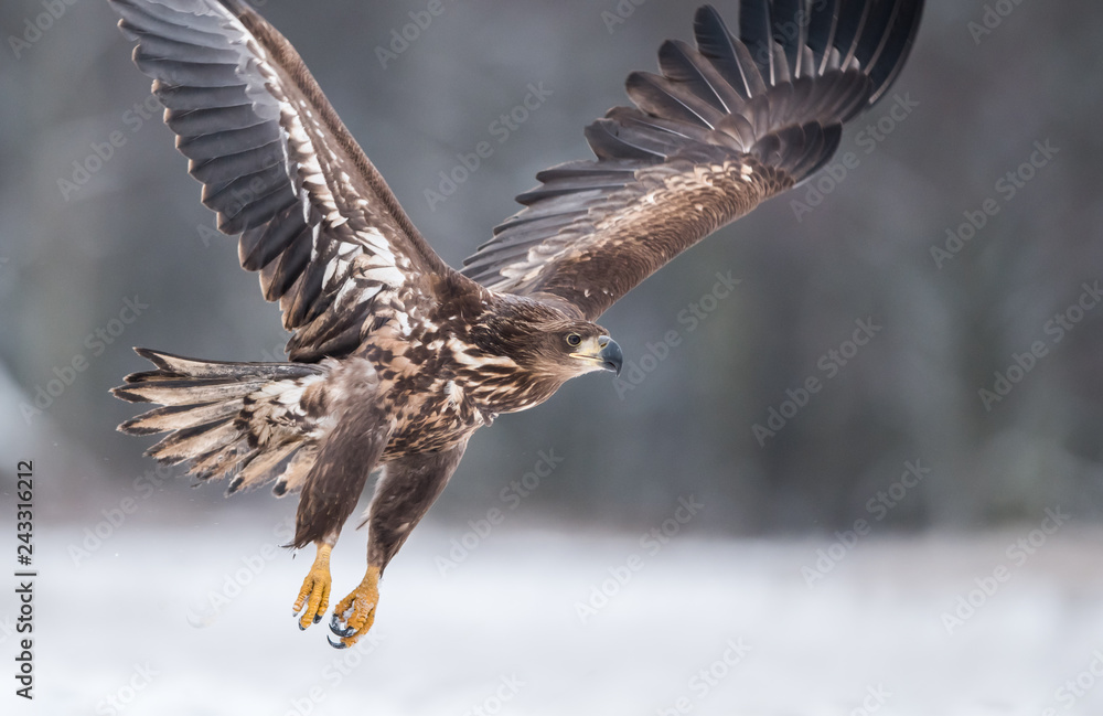 White tailed eagle (Haliaeetus albicilla) White tailed eagle (Haliaeetus albicilla)