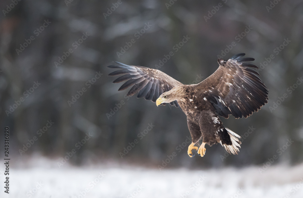 Fototapeta premium Orzeł bielik (Haliaeetus albicilla)