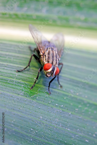 Tachinidae on plant © junrong