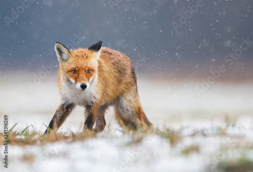 Fox (Vulpes vulpes)