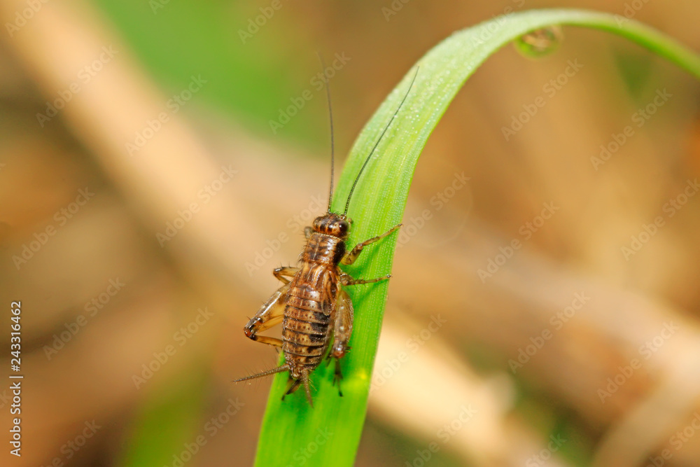 cricket nymphae on plant