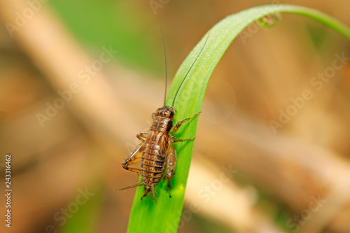 cricket nymphae on plant photo