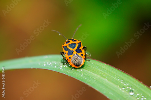 stinkbug on plant