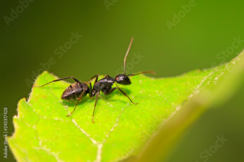 Camponotus Japonicus Mayr on plant