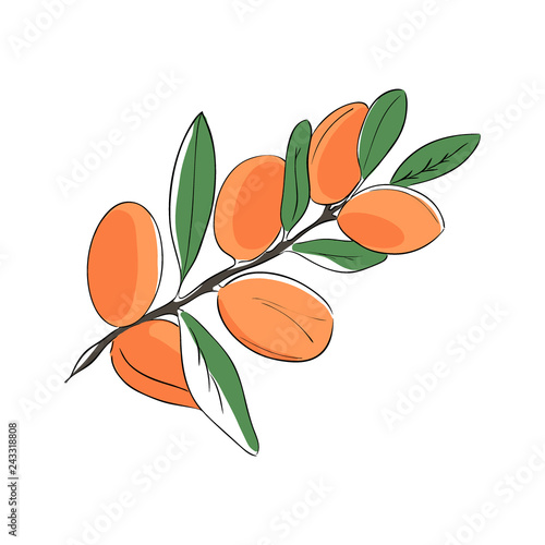 Branch of argan. Vector illustration isolated on white background.