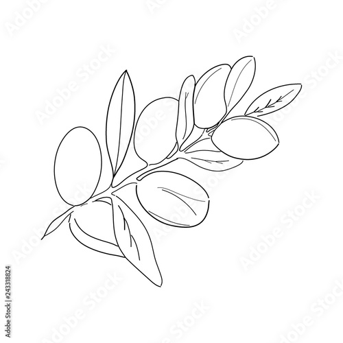 Branch of argan. Vector Contour illustration isolated on white background.