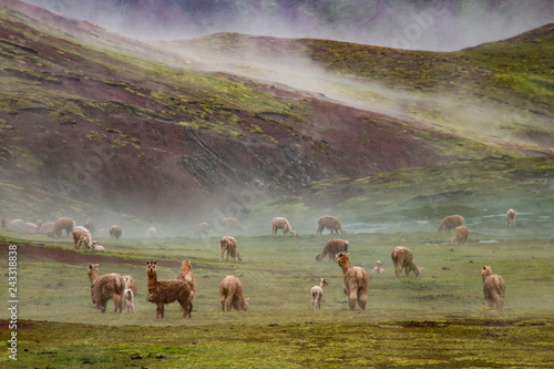 Alpaca nella meravigliosa Valle Rossa, Cusco, Perù © Emiliano