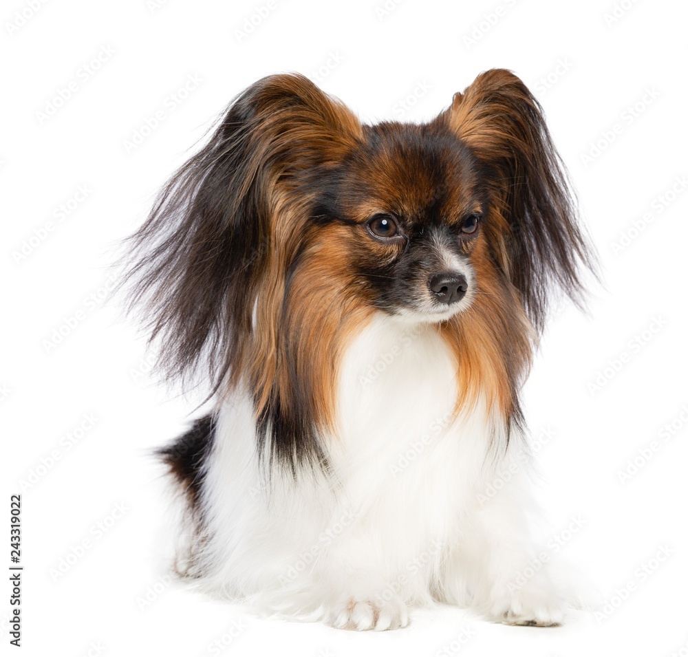 Continental toy spaniel, papillon Dog  Isolated  on White Background in studio