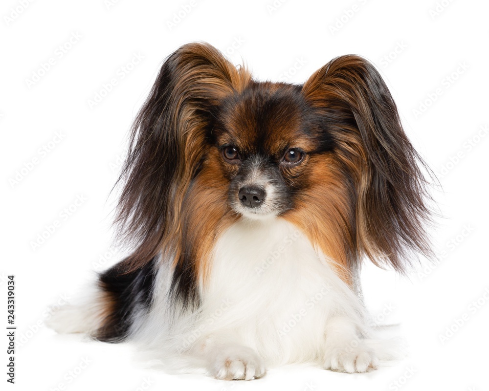 Continental toy spaniel, papillon Dog Isolated on White Background in studio Continental toy spaniel, papillon Dog Isolated on White Background in studio