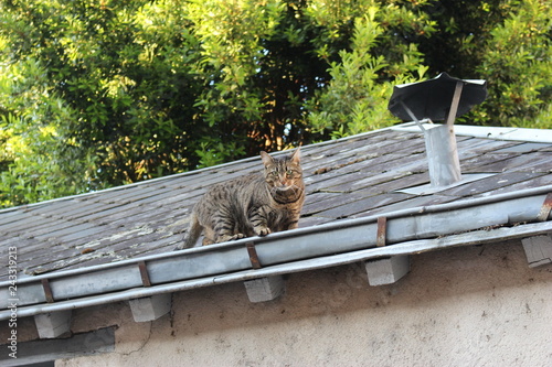 Chat de gouttière photo