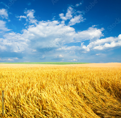 Wheat field against a blue sky