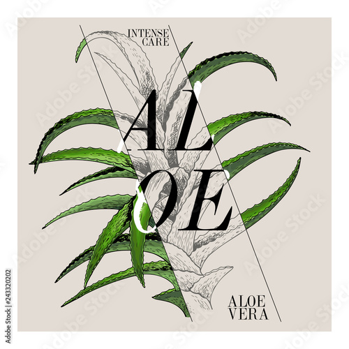Hand drawn set of beauty product label design. Vector aloe vera cosmetic. Typography template. Engraved art. Essential oils, medicine, treating, aromatherapy, package design, health care.