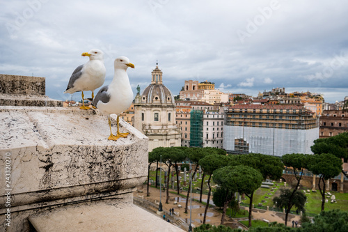 Seagulls in Rome on a rooftop with Roman forum in the background